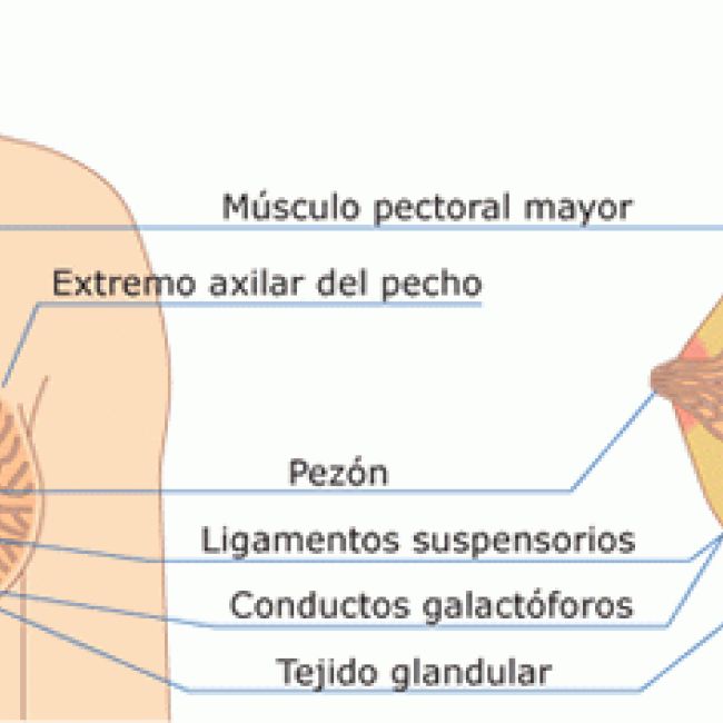Patología mamaria benigna